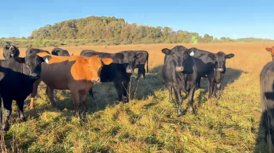 Fancy – Home raised – 1 Iron – ( May – June) calvers – 1000lbs- BH1021A5